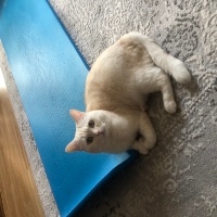 British Shorthair, Kedi  LOKUM fotoğrafı