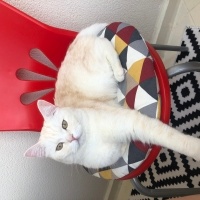 British Shorthair, Kedi  LOKUM fotoğrafı