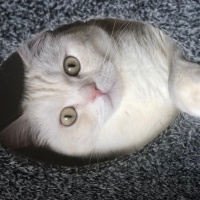 British Shorthair, Kedi  LOKUM fotoğrafı