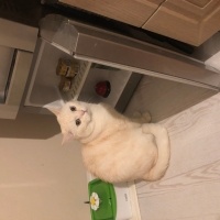 British Shorthair, Kedi  LOKUM fotoğrafı