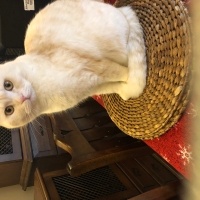 British Shorthair, Kedi  LOKUM fotoğrafı