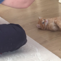 Chinchilla, Kedi  Gofret fotoğrafı