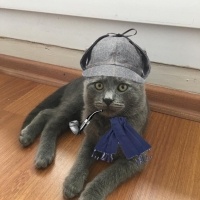 Mavi Rus, Kedi  Sherloczek fotoğrafı