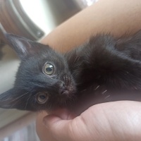 Tekir Kedi, Kedi  Gece fotoğrafı
