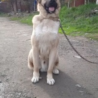 Kangal, Köpek  Bozok fotoğrafı