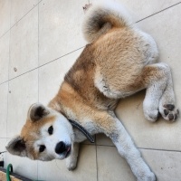 Akita İnu, Köpek  Pablo fotoğrafı