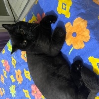 British Shorthair, Kedi  Kivi fotoğrafı