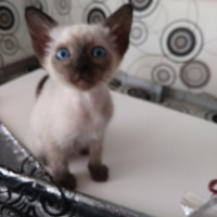 Siyam Kedisi, Kedi  Poncik fotoğrafı