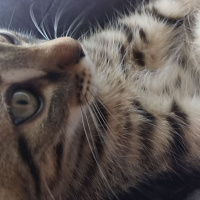 Tekir Kedi, Kedi  Piko fotoğrafı
