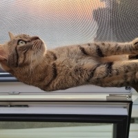 Tekir Kedi, Kedi  Suşi fotoğrafı