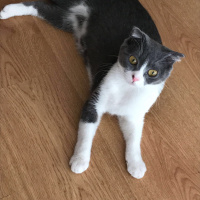 Scottish Fold, Kedi  Moe fotoğrafı