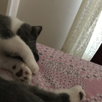 Scottish Fold, Kedi  Moe fotoğrafı