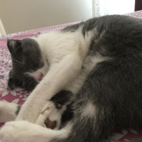 Scottish Fold, Kedi  Moe fotoğrafı