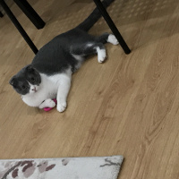 Scottish Fold, Kedi  Moe fotoğrafı