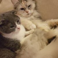 Scottish Fold, Kedi  Moe fotoğrafı