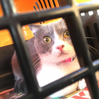 Scottish Fold, Kedi  Moe fotoğrafı