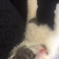 Tekir Kedi, Kedi  Mavi fotoğrafı