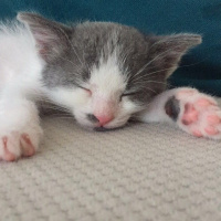 Tekir Kedi, Kedi  Mavi fotoğrafı