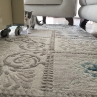Tekir Kedi, Kedi  Mavi fotoğrafı