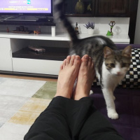 Tekir Kedi, Kedi  Minnoş fotoğrafı