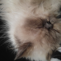 Himalayan, Kedi  Marşi fotoğrafı
