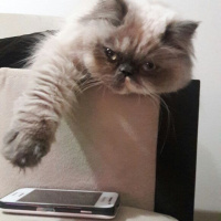 Himalayan, Kedi  Marşi fotoğrafı