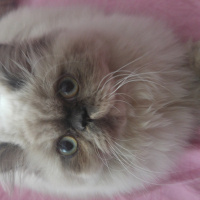 Himalayan, Kedi  Marşi fotoğrafı
