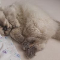 Himalayan, Kedi  Marşi fotoğrafı