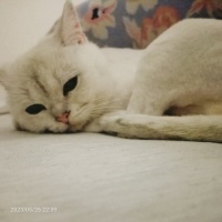 Scottish Fold, Kedi  Maya fotoğrafı