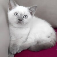 British Shorthair, Kedi  Pamuk fotoğrafı