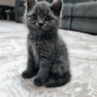 British Shorthair, Kedi  Paticik fotoğrafı