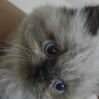 Himalayan, Kedi  Suşi&Bade fotoğrafı