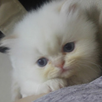 Himalayan, Kedi  Suşi&Bade fotoğrafı