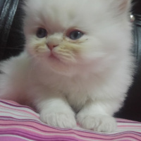 Himalayan, Kedi  Suşi&Bade fotoğrafı