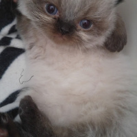 Himalayan, Kedi  Suşi&Bade fotoğrafı