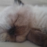 Himalayan, Kedi  Suşi&Bade fotoğrafı