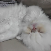 Himalayan, Kedi  Suşi&Bade fotoğrafı