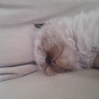 Himalayan, Kedi  Suşi&Bade fotoğrafı
