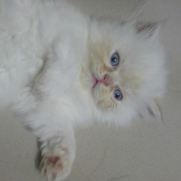 Himalayan, Kedi  Suşi&Bade fotoğrafı