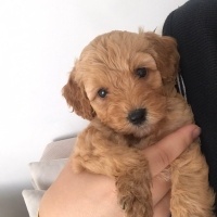 Poodle(Standart Kaniş), Köpek  Tarçın fotoğrafı