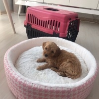 Poodle(Standart Kaniş), Köpek  Tarçın fotoğrafı