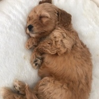 Poodle(Standart Kaniş), Köpek  Tarçın fotoğrafı