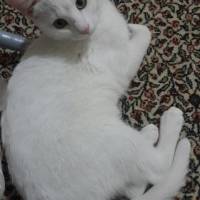 Ankara Kedisi, Kedi  Sütlaç  fotoğrafı