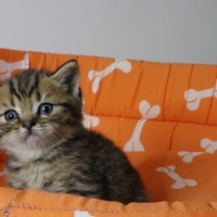 British Shorthair, Kedi  Paşa fotoğrafı