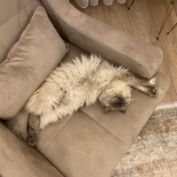 Chinchilla, Kedi  Nazlı fotoğrafı