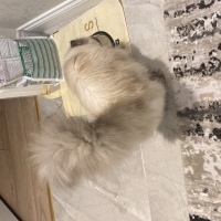 Chinchilla, Kedi  Nazlı fotoğrafı
