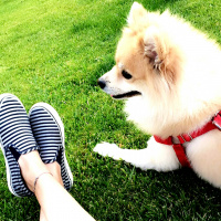 Chihuahua, Köpek  Tarçın  fotoğrafı