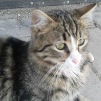 American Bobtail, Kedi  Minnoş fotoğrafı