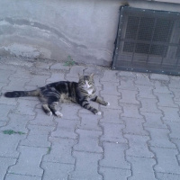 American Bobtail, Kedi  Minnoş fotoğrafı