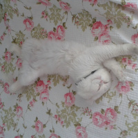 İran Kedisi (Persian), Kedi  Mocha fotoğrafı